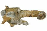 Fossil Mud Lobster (Thalassina) - Australia #109300-2